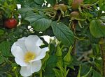 Foto Strand Rose Beschreibung