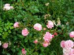 Polyantha rose 