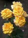 Photo Grandiflora rose description