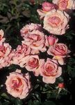 pink Have Blomster Grandiflora Steg, Rose grandiflora Foto