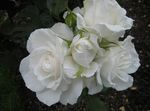 Photo Grandiflora rose description