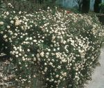 white Garden Flowers Rose Ground Cover, Rose-Ground-Cover Photo