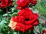 rouge les fleurs du jardin Rosier Hybride De Thé, Rosa Photo