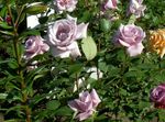 lilac Garden Flowers Hybrid Tea Rose, Rosa Photo