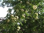 branco Flores do Jardim Rowan, Cinza De Montanha, Sorbus aucuparia foto