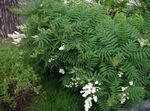 False Spirea Ural