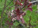 blanco Flores de jardín Prunus, Ciruelo Foto