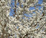 blanco Flores de jardín Prunus, Ciruelo Foto