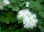 blanco Flores de jardín Spirea, Velo De Novia, Maybush, Spiraea Foto