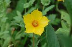 jaune les fleurs du jardin Bartonie Aurea, Bartonia aurea Photo