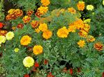 orange Garden Flowers Marigold, Tagetes Photo