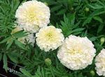 blanco Flores de jardín Caléndula, Tagetes Foto