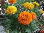 naranja Flores de jardín Caléndula, Tagetes Foto