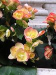 gelb Gartenblumen Wachs Begonien, Begonia semperflorens cultorum Foto