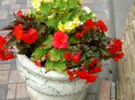 dearg bláthanna gairdín Begonia Céir, Begonia Tiúbracha, Begonia tuberhybrida Photo