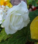 blanco Flores de jardín Cera Begonia, Begonia Tuberosa, Begonia tuberhybrida Foto