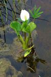 weiß Gartenblumen Wassercalla, Calla palustris Foto