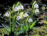 Fiocco Di Neve Di Primavera, St. Fiore Agnes