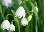 hvit Våren Snøfnugg, St. Agnes 'blomst, Leucojum Bilde