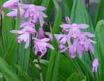 foto Gemalen Orchidee, De Gestreepte Bletilla beschrijving