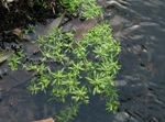 vihreä Puutarhakukat Vesi Esikko, Suo Purslane, Suo Seedboxia, Callitriche palustris kuva
