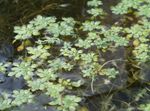 verde Flores de jardín Prímula Agua, Pantano Verdolaga, Pantano Seedbox, Callitriche palustris Foto