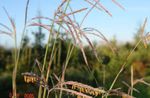 Grande Bluestem, Turkeyfoot