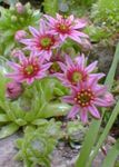 pink Garden Flowers Jovibarba, Hens and chickens houseleek Photo