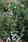 bianco I fiori da giardino Swan River Margherita, Brachyscome foto