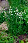 weiß Gartenblumen Spanisch Hyazinthe, Brimeura amethystina Foto