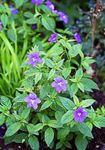 Arbusto Violeta, Flor De Zafiro