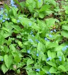 lyseblå Have Blomster Falsk Glem-Mig-Ej, Brunnera macrophylla Foto