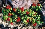 red Garden Flowers Lingonberry, Mountain Cranberry, Cowberry, Foxberry, Vaccinium vitis-idaea Photo