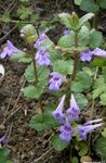 Ale Ivy, Field Balm, Ground Ivy