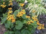 foto Bigleaf Ligularia, Pianta Leopardo, Groundsel D'oro descrizione