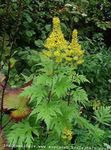 žltá Záhradné kvety Bigleaf Ligularia, Leopard Závod, Zlatý Starček fotografie