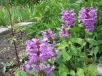 lilac Garden Flowers Betonica grandiflora Photo