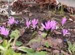 Photo Spring Meadow Saffron description