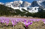 lila Flores de jardín Pradera Primavera Azafrán, Bulbocodium vernum Foto