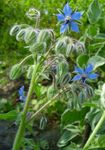 blau Gartenblumen Borretsch, Borago offlcinalls Foto