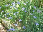 Australian Bluebell, Groß Bluebell