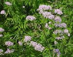 Valeriana, Giardino Eliotropio