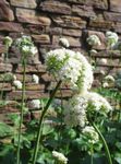 hvid Have Blomster Baldrian, Haven Heliotrop, Valeriana officinalis Foto