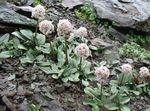 pink Garden Flowers Valeriana petrophila Photo