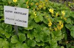 yellow Garden Flowers Barren Strawberry, Waldsteinia ternata. Photo