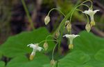 weiß Gartenblumen Vancouveria, Vancouveria hexandra Foto