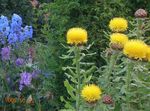 Photo Yellow Hardhead, Bighead Knapweed, Giant Knapweed, Armenian Basketflower, Lemon Fluff Knapweed description