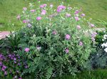 rosa Fiordaliso Persiano, Fiordaliso, Centaurea dealbata foto