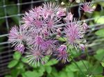 lila Trädgårdsblommor Äng Rue, Thalictrum Fil