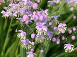 Meadow rue 